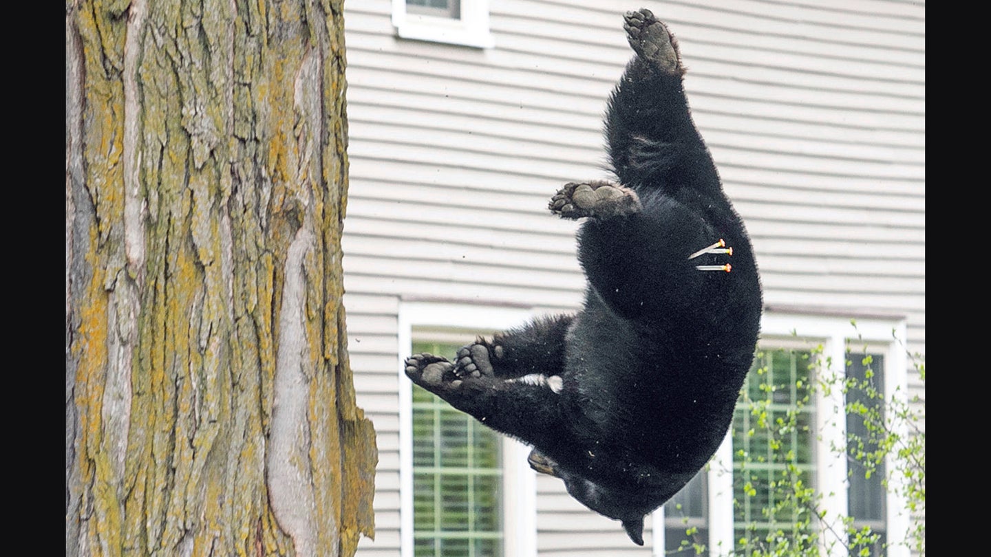 photo of bear falling in Michigan