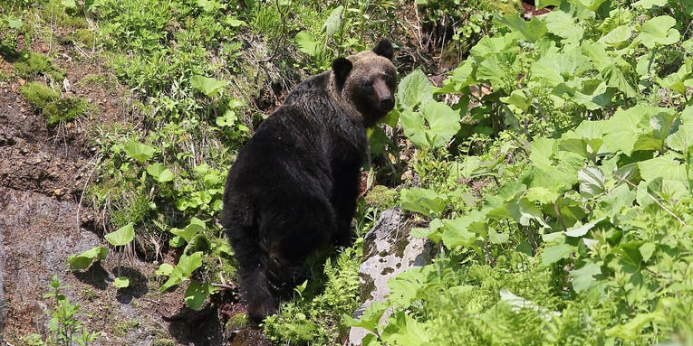 Bear Suspected of Killing Angler, Human Head Found Nearby