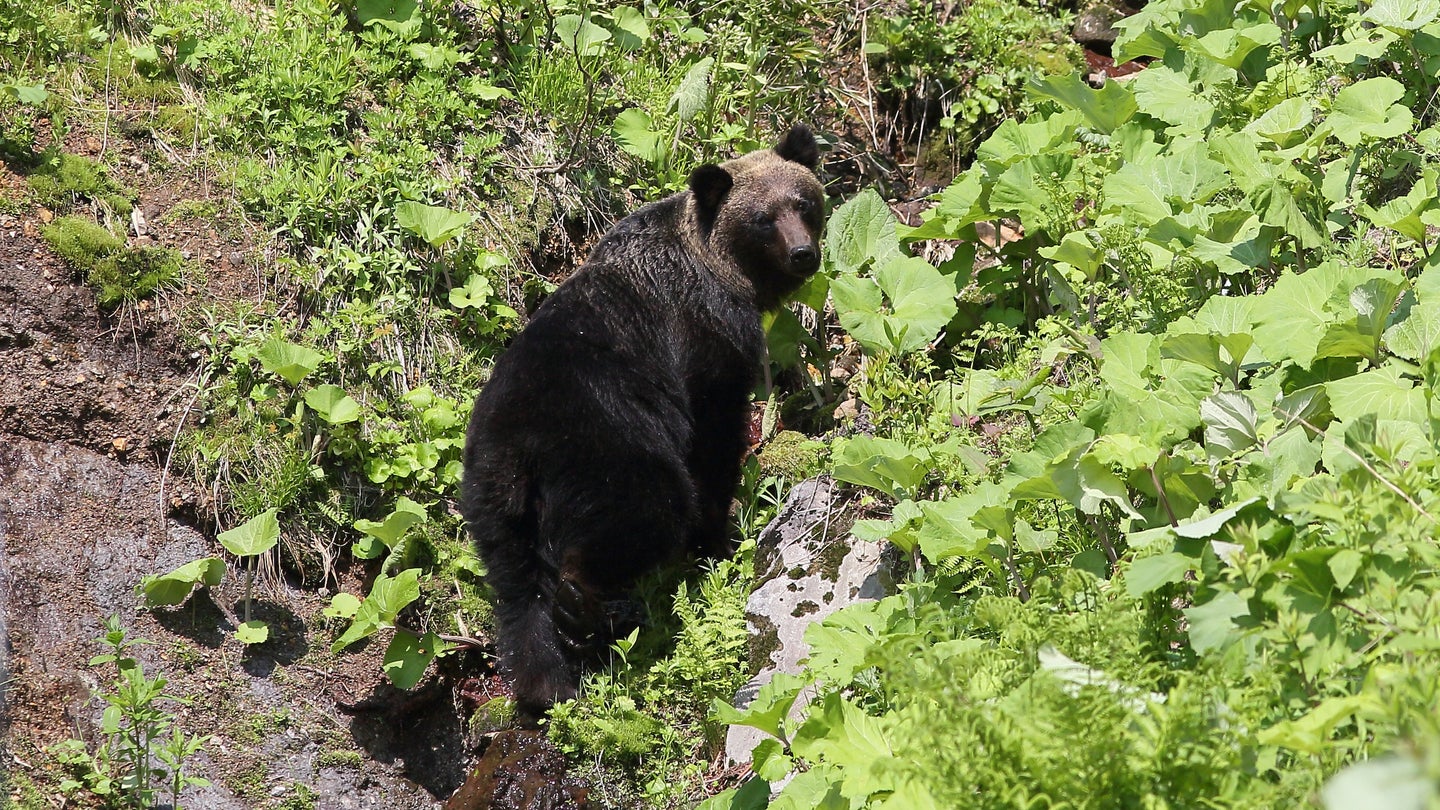 Bear walking up a mountain through the brush.