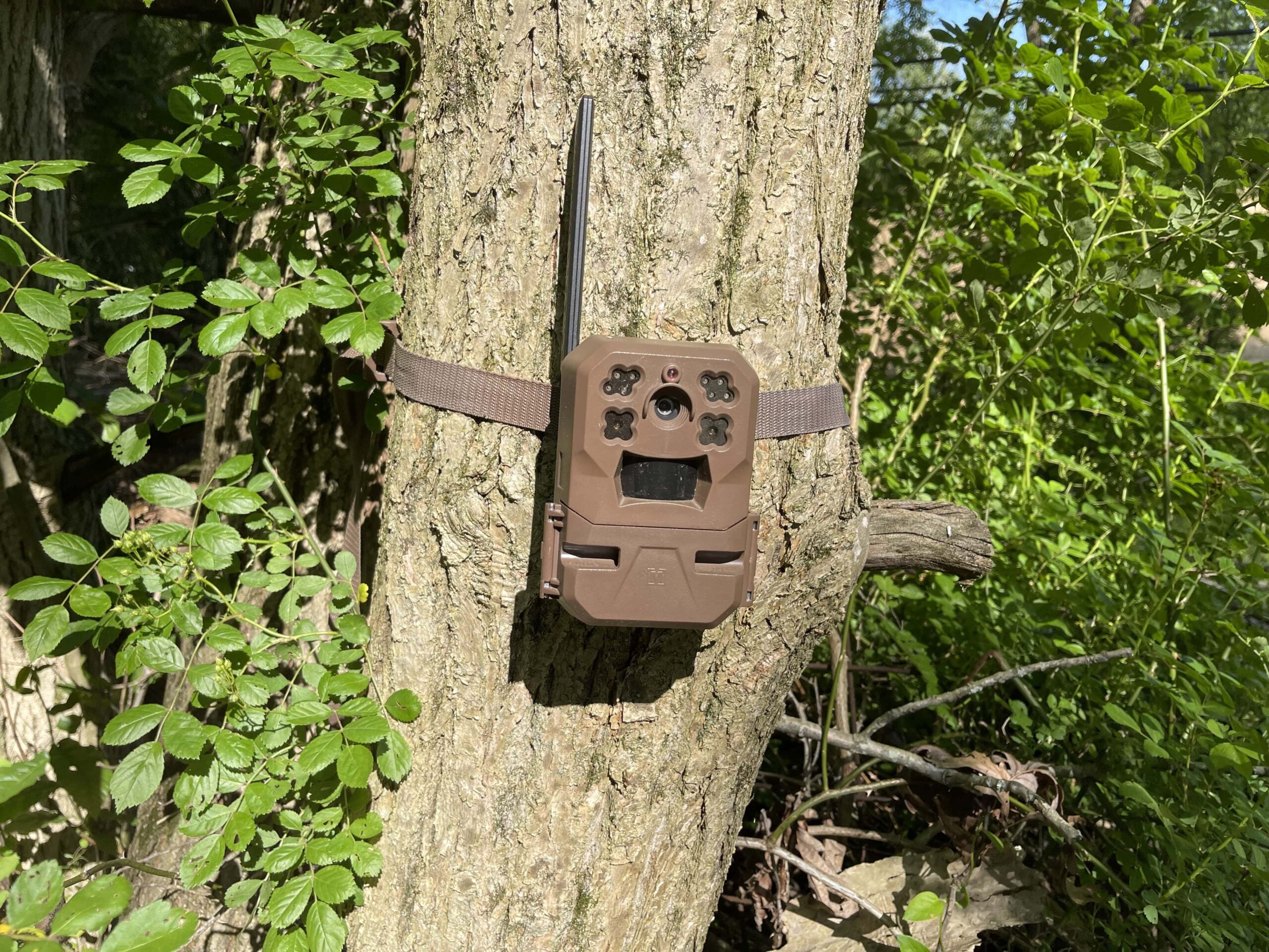 Moultrie Mobile Edge cellular trail camera on a tree in the woods