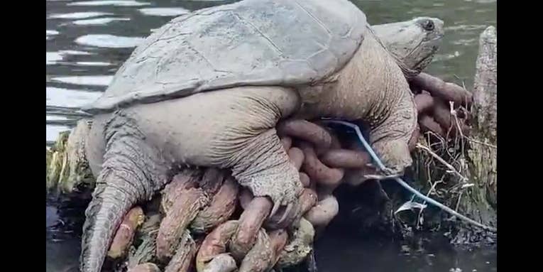 Is “Chonkosaurus” the Fattest Snapping Turtle You’ve Ever Seen?