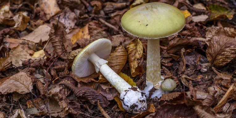 Researchers Identify Possible Antidote for World’s Deadliest Mushroom