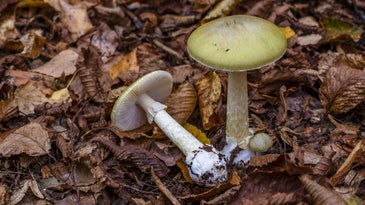 Researchers Identify Possible Antidote for World’s Deadliest Mushroom