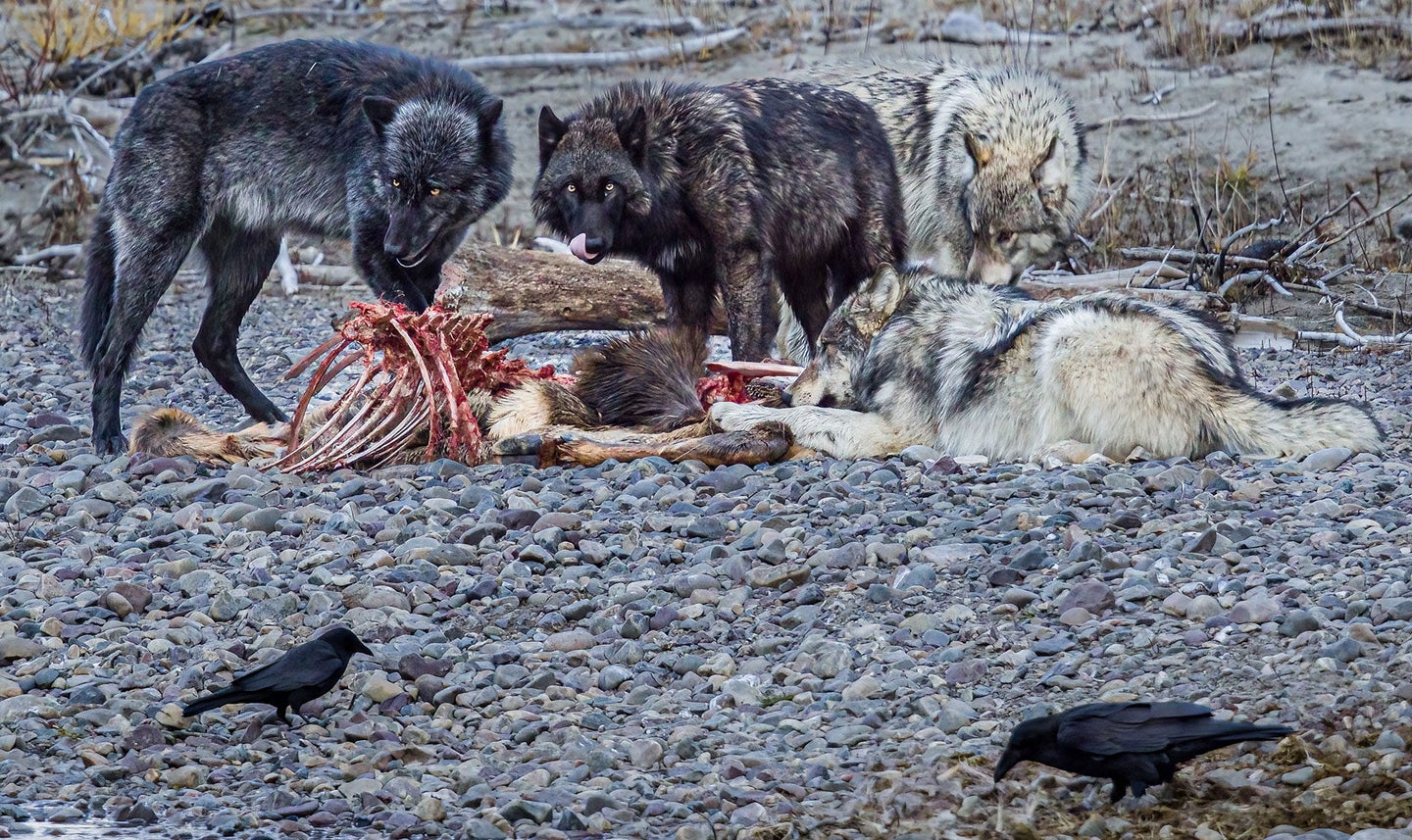 Colorado Parks & Wildlife plans to translocate up to 50 wolves from other parts of the West.