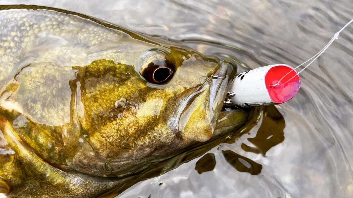 Tips For Fishing BIG TOPWATER Poppers For Summer Bass 