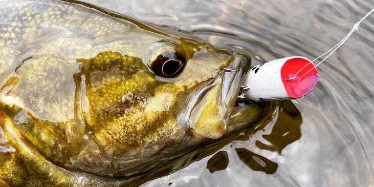 How to Fish with Poppers for The Best Topwater Action