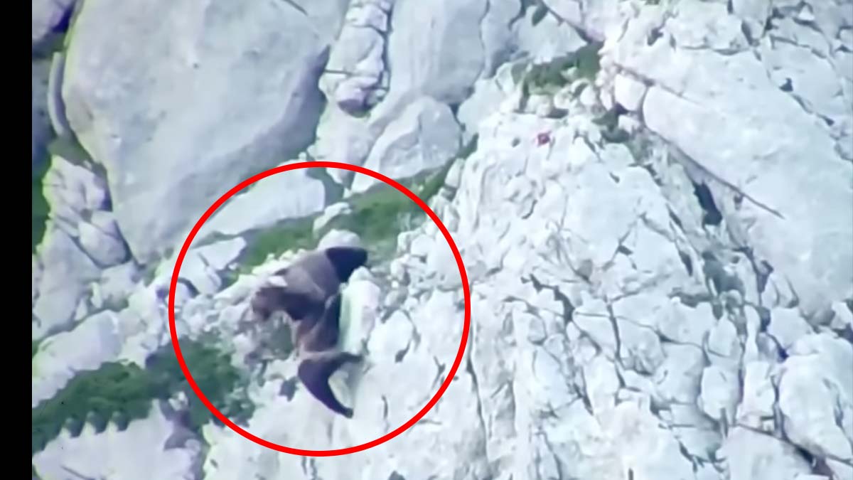 brown bears fight on cliff side