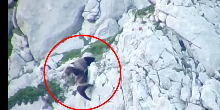 Watch a Brown Bear Sow Tumble Off a Cliff While Defending Her Cub from an Aggressive Boar