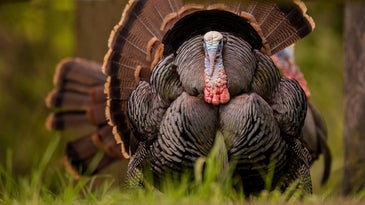 I Love Turkey Hunting Even Though I Hate It