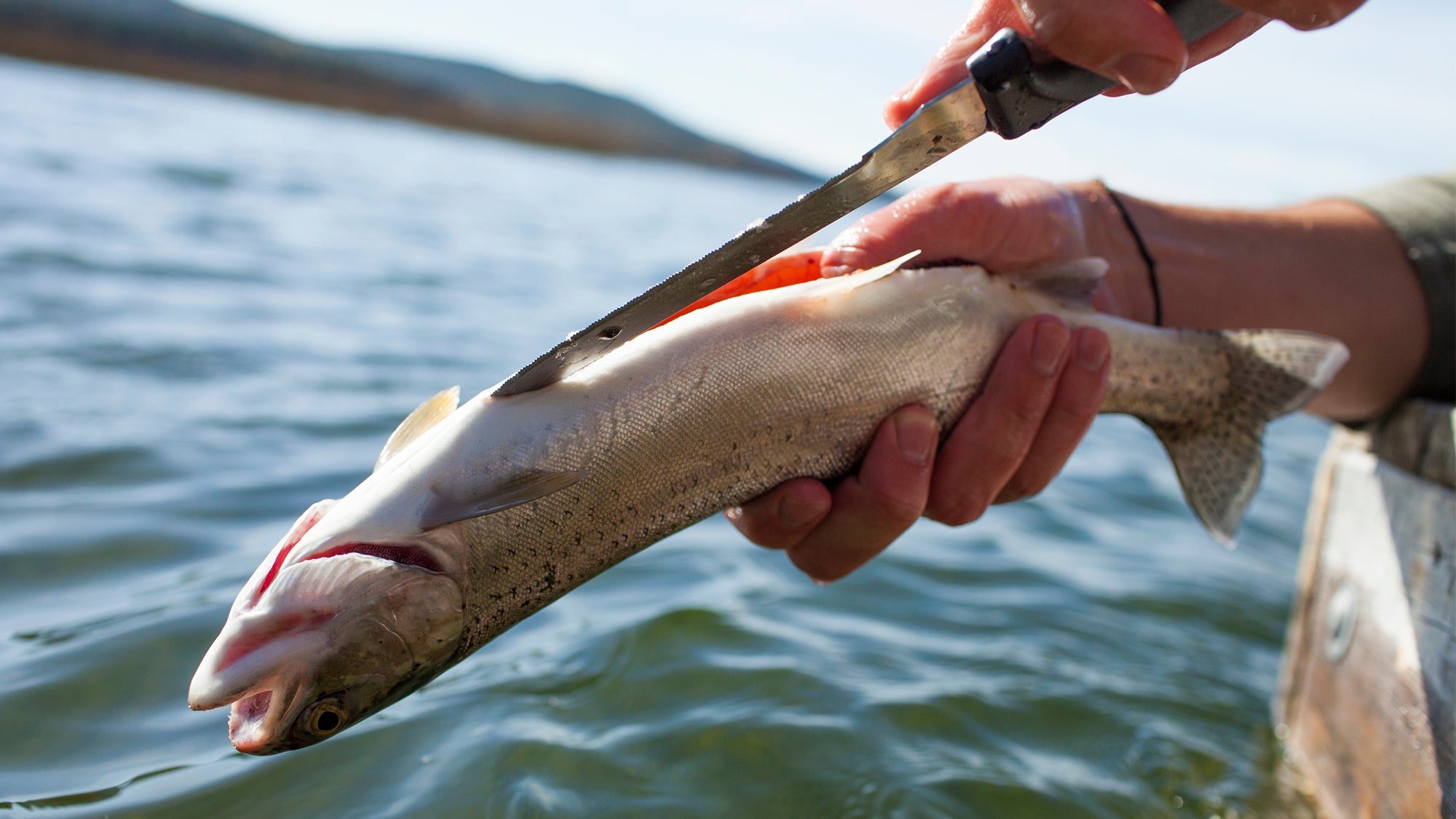 How to Clean a Trout, with Video