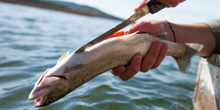 How to Clean a Trout, Step by Step