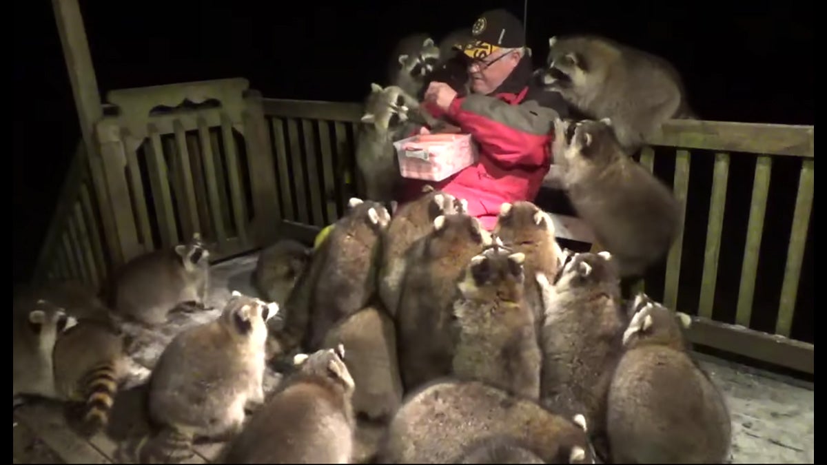 man feeds 25 raccoons