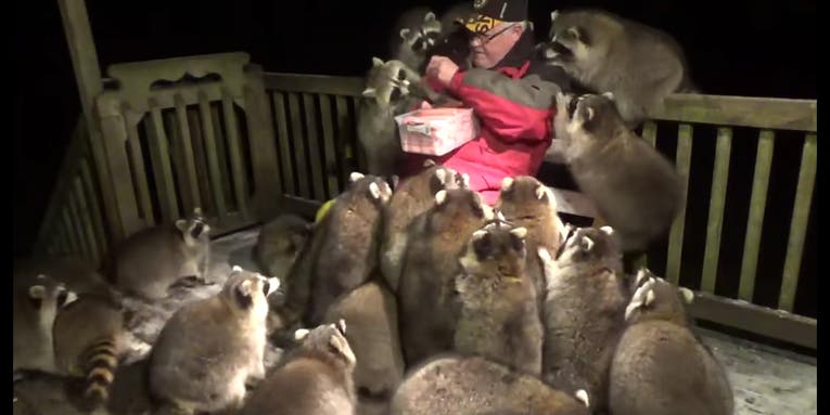 Watch a Canadian Man Hand Feed Hot Dogs to 25 Wild Raccoons