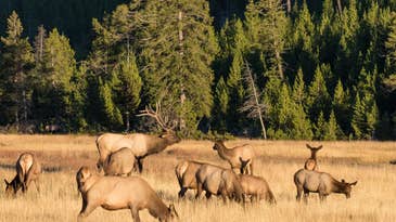 Idaho Family Busted After Decades-Long Poaching Spree