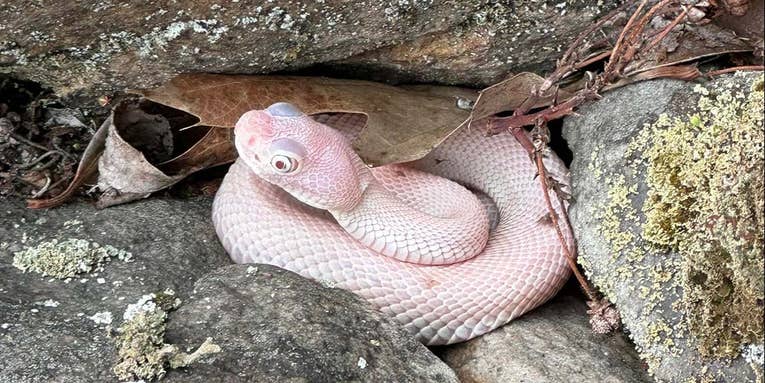Pennsylvania Man Photographs Ultra-Rare Albino Timber Rattlesnake
