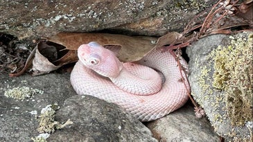 Pennsylvania Man Photographs Ultra-Rare Albino Timber Rattlesnake