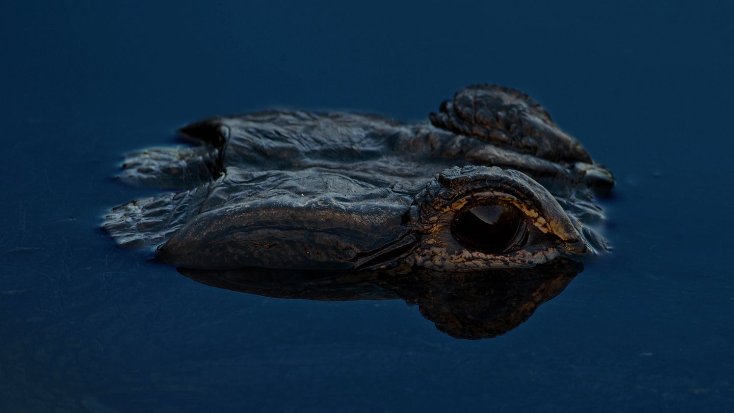 alligator eyes and nostrils above dark blue waterline