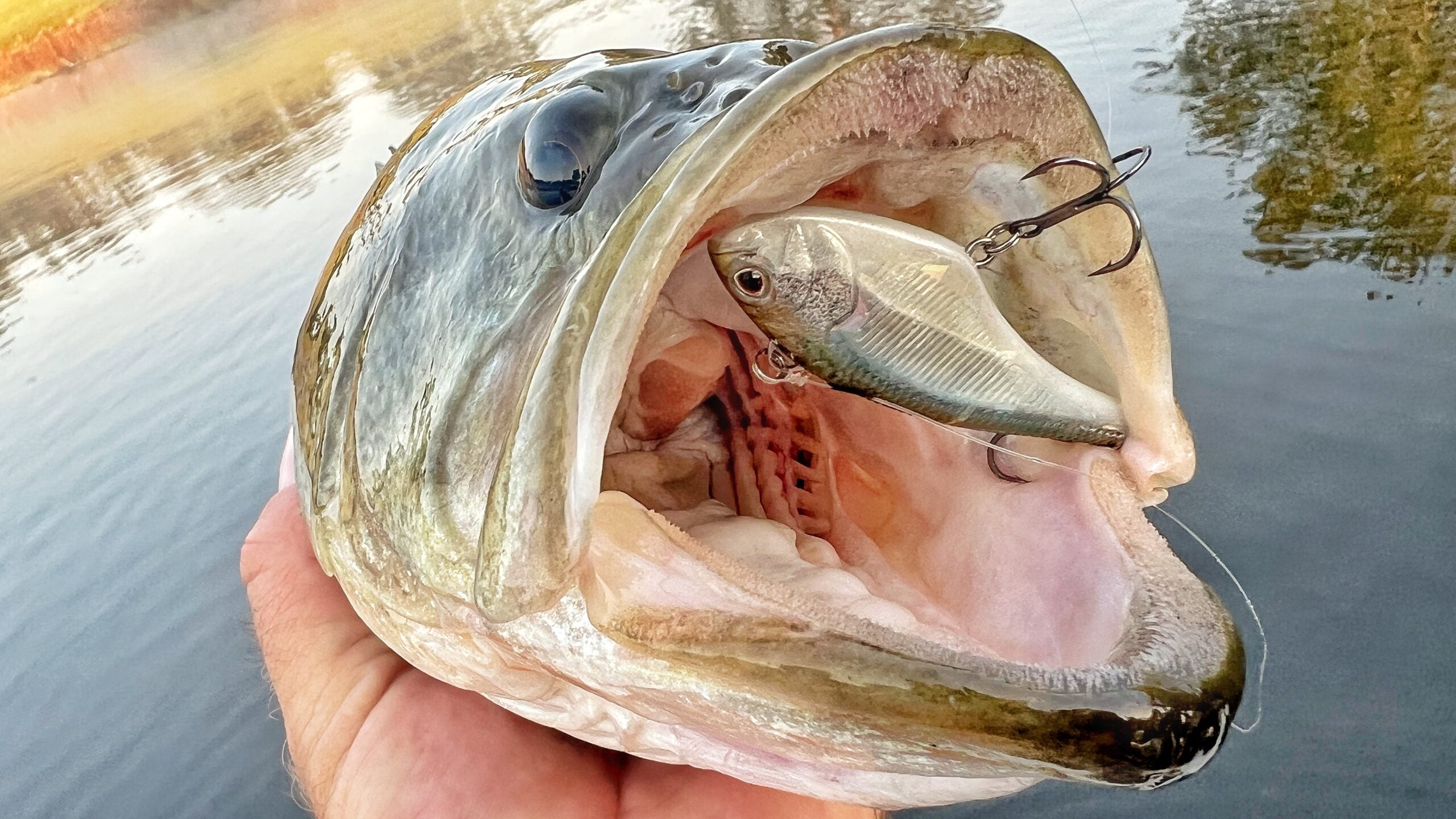 Lipless Crankbaits - Bassfishing Essentials