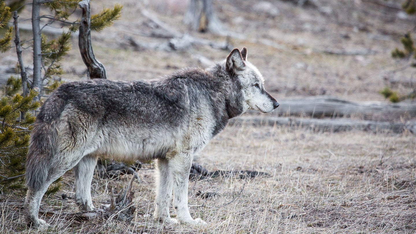 Idaho Fish and Game Aims to Reduce Wolf Populations by 60 Percent Over the Next Six Years