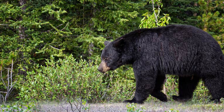 Canadian Cyclist Seriously Injured After Crashing Into a Black Bear
