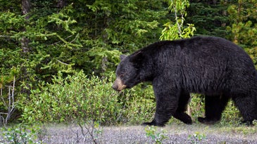 Canadian Cyclist Seriously Injured After Crashing Into a Black Bear