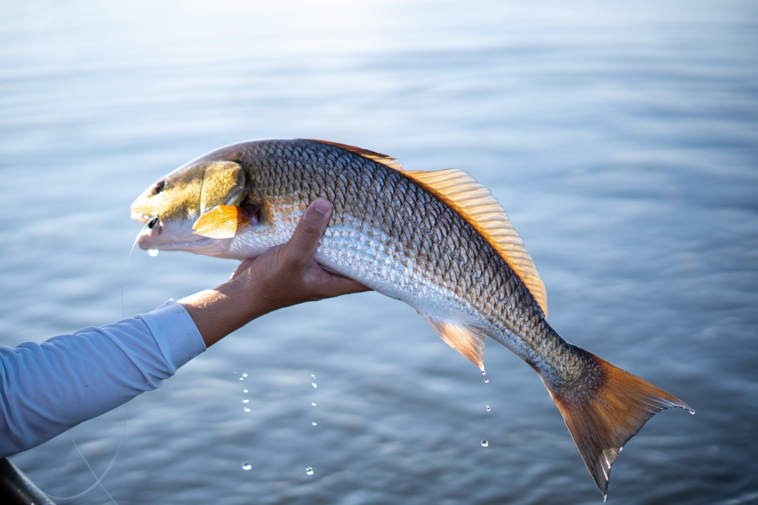 photo of redfish caught by angler