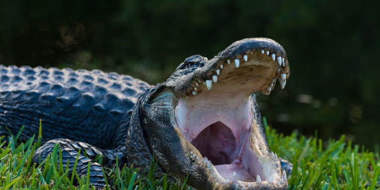 Florida Man Loses Arm in Alligator Attack