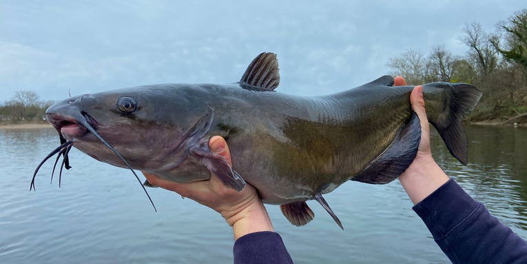 How to Hold a Catfish Without Getting Jabbed