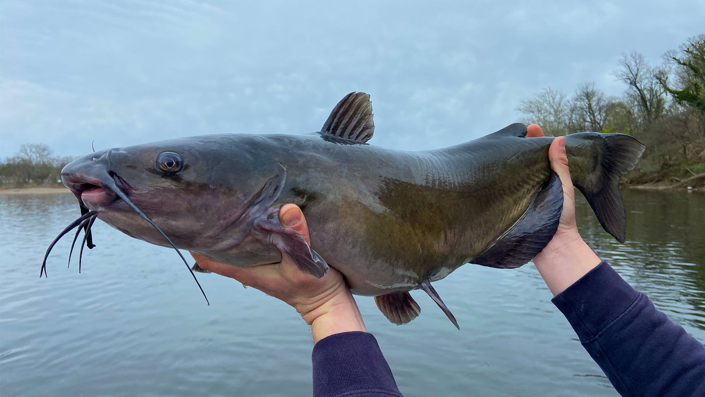 photo of how to hold a catfish