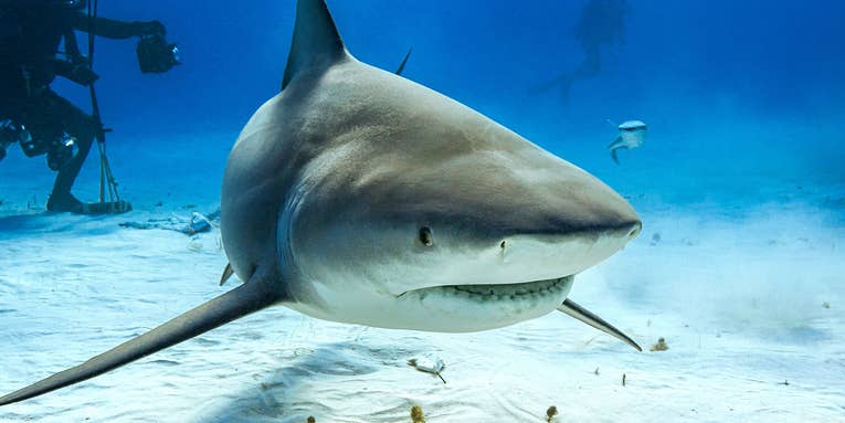 Florida Man Survives Intense Shark Attack While Spearfishing 70 Feet Below the Surface
