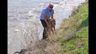 Bison Calf Euthanized in Yellowstone After a Tourist Tried to Help It Out of a River