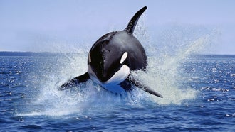 Why Are Orcas Attacking Boats Off the Coast of Europe?