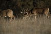 photo of buck chasing doe