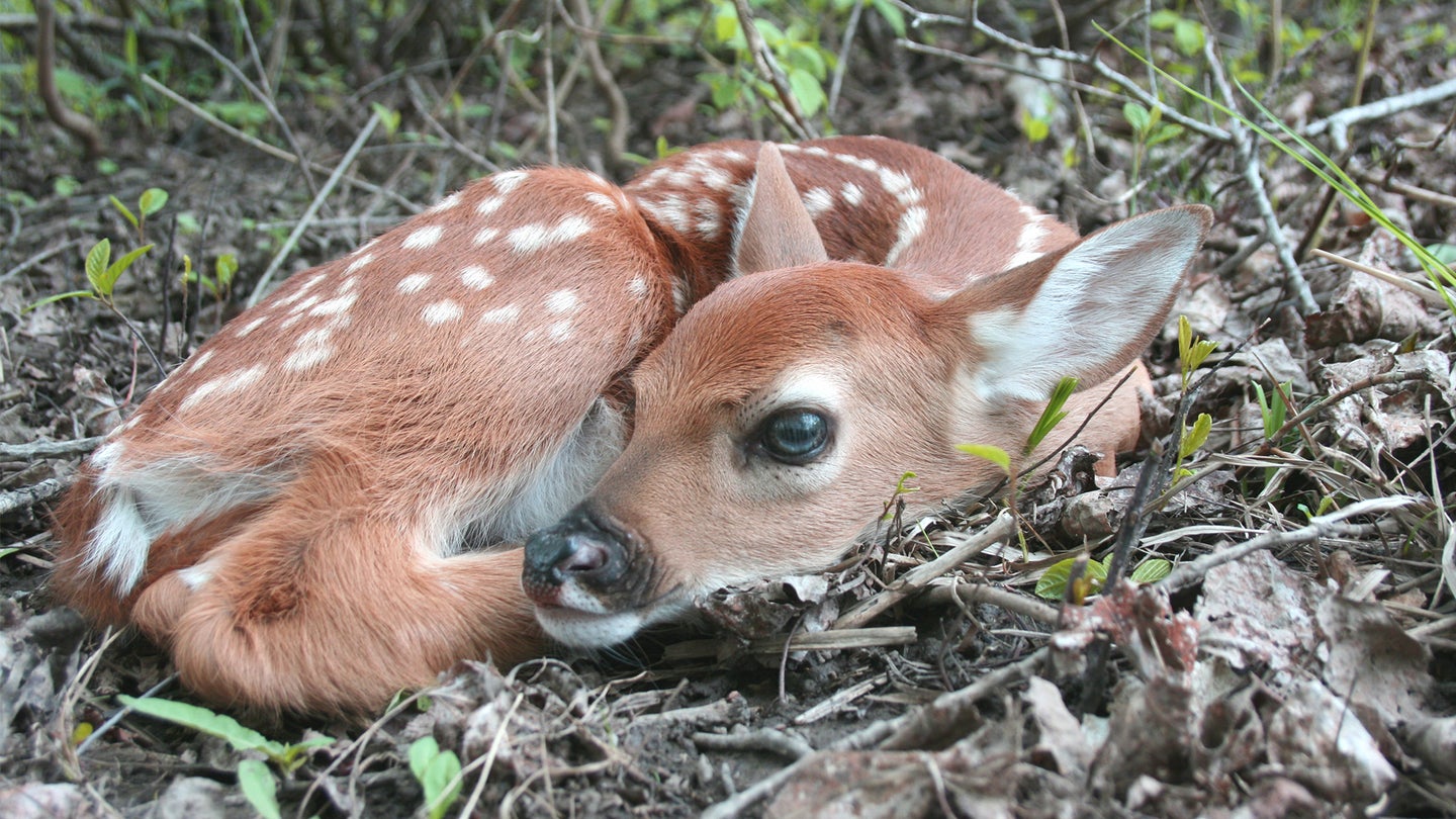photo of whitetail deer fawn