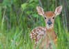 photo of fawn for deer gestation period