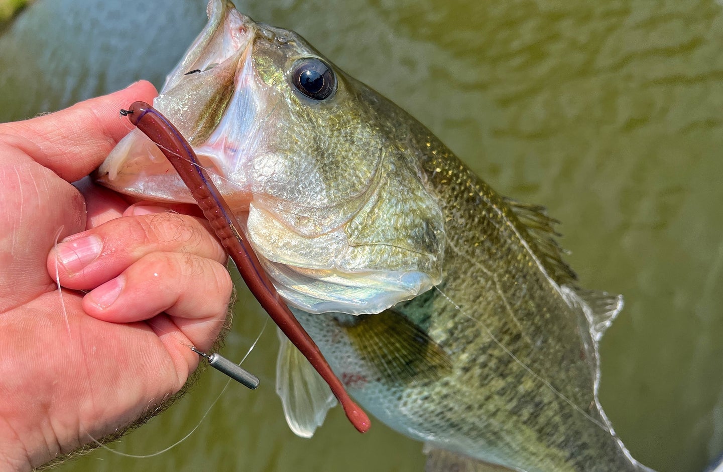 Dropshot fishing for bass is highly effective if you rig correctly and use the right presentation. 