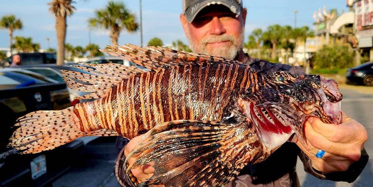 Spearfishers Remove Nearly 20,000 Invasive Lionfish from the Gulf of Mexico in Two Days