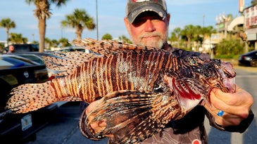 Spearfishers Remove Nearly 20,000 Invasive Lionfish from the Gulf of Mexico in Two Days