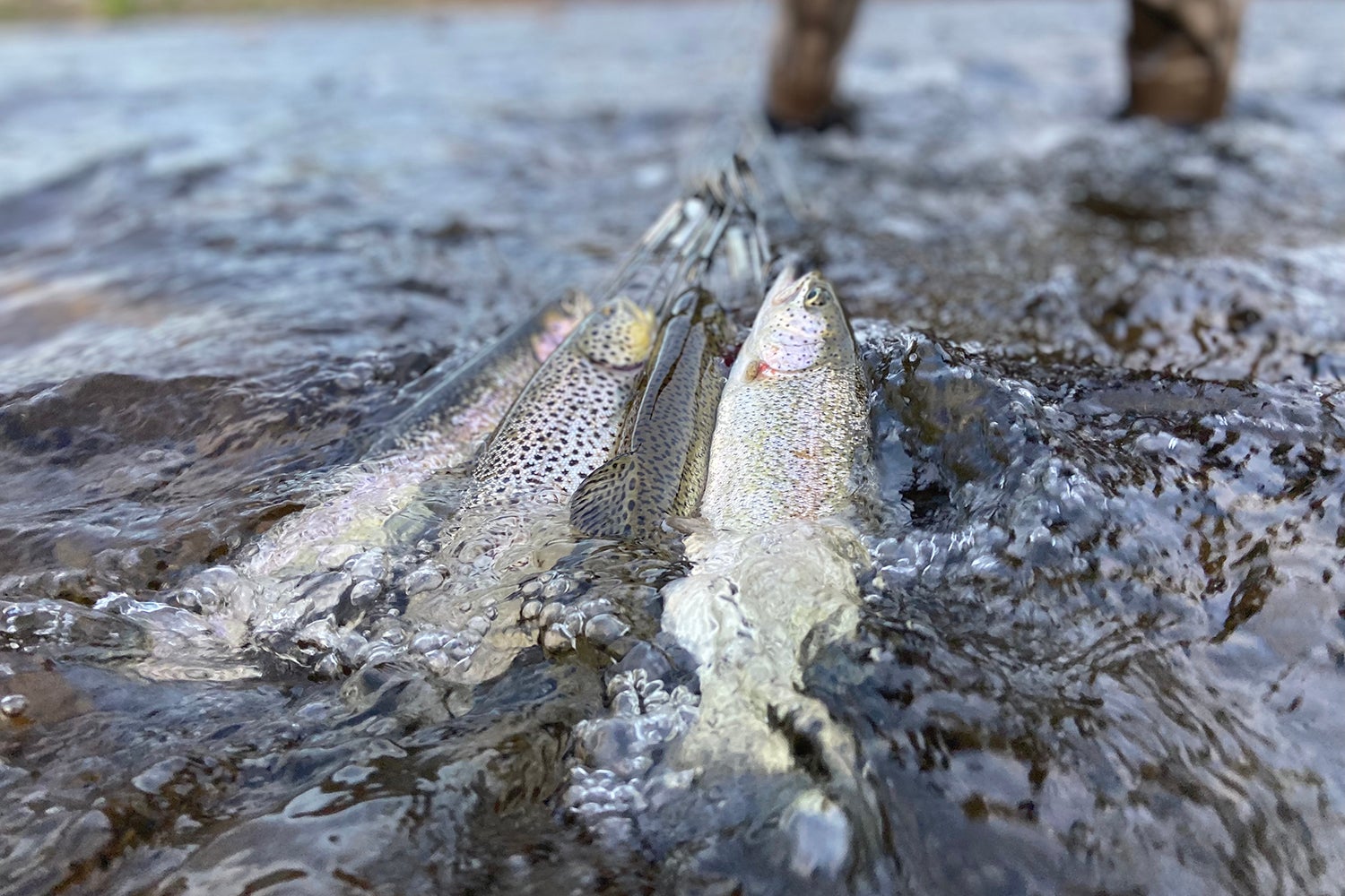 stringer of small trout in water