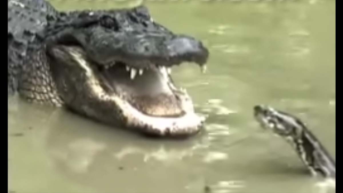 python vs alligator