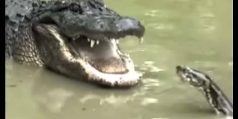 Watch an Epic Battle Between a Python and an Alligator