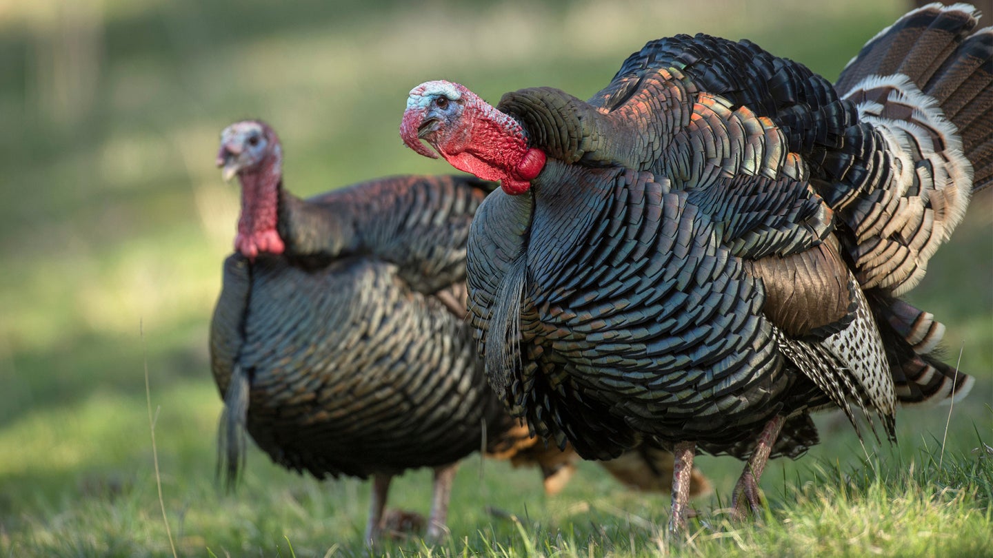 Two Merriam's tom turkeys walk through a green field gobbling.
