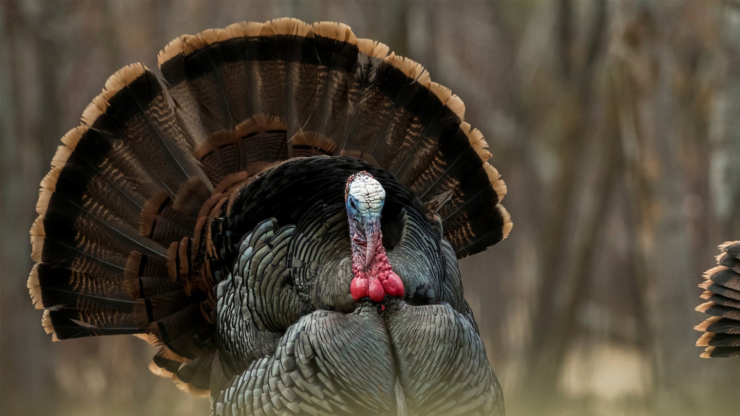 A tom turkey in full strut in the woods with another tom tailfeathers visible on right.