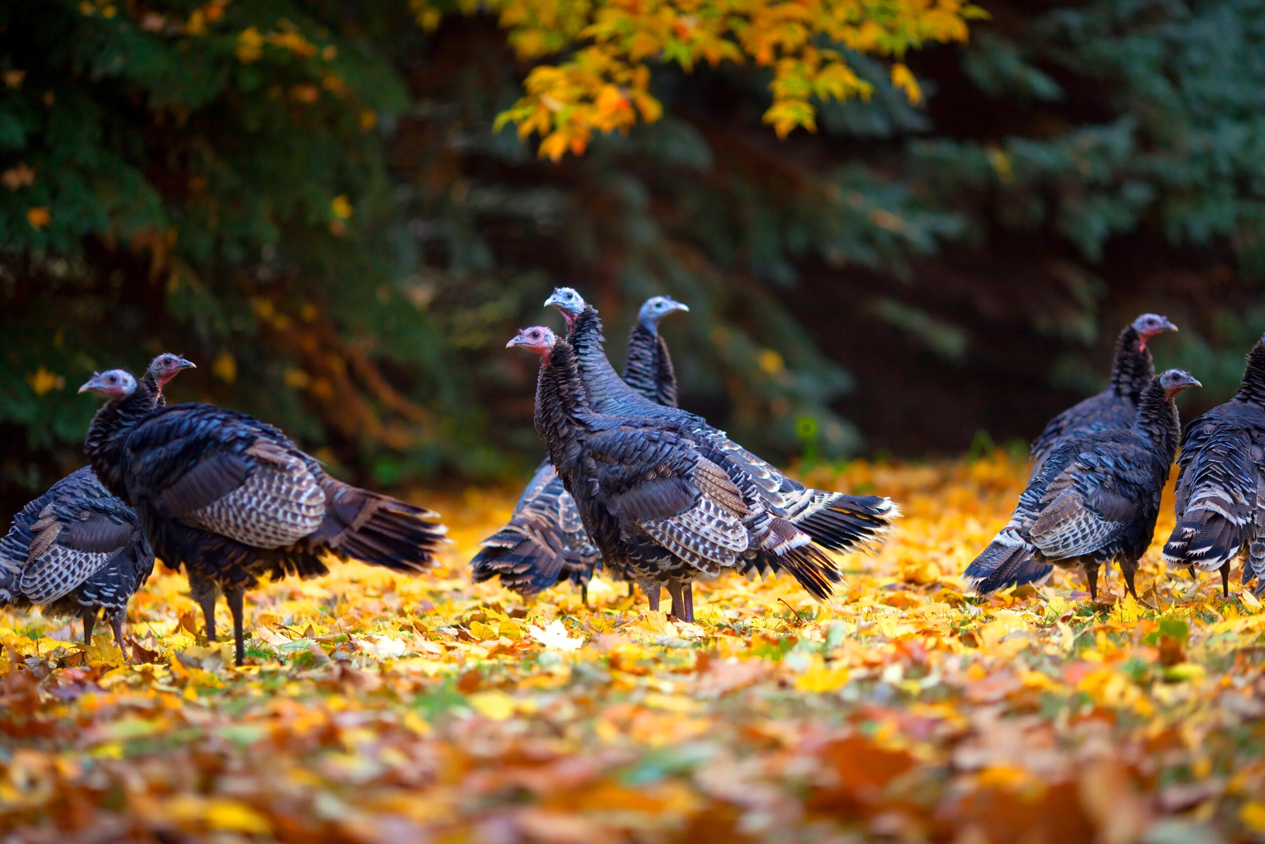photo of flock of turkeys in fall