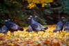 photo of flock of turkeys in fall