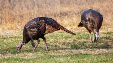 Learn What Turkeys Eat So You Can Find More Gobblers