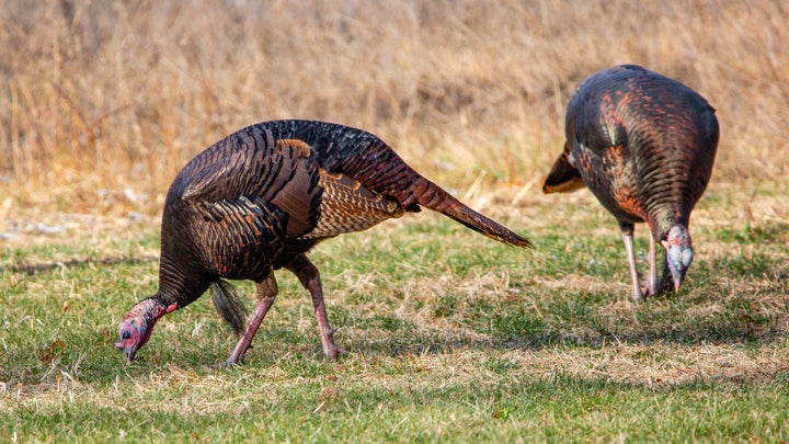 Learn What Turkeys Eat to Find More Gobblers