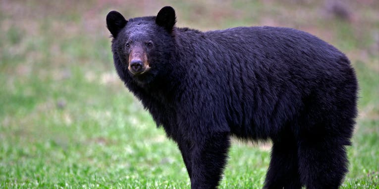 Black Bear Euthanized After Attacking Two Children in Pennsylvania