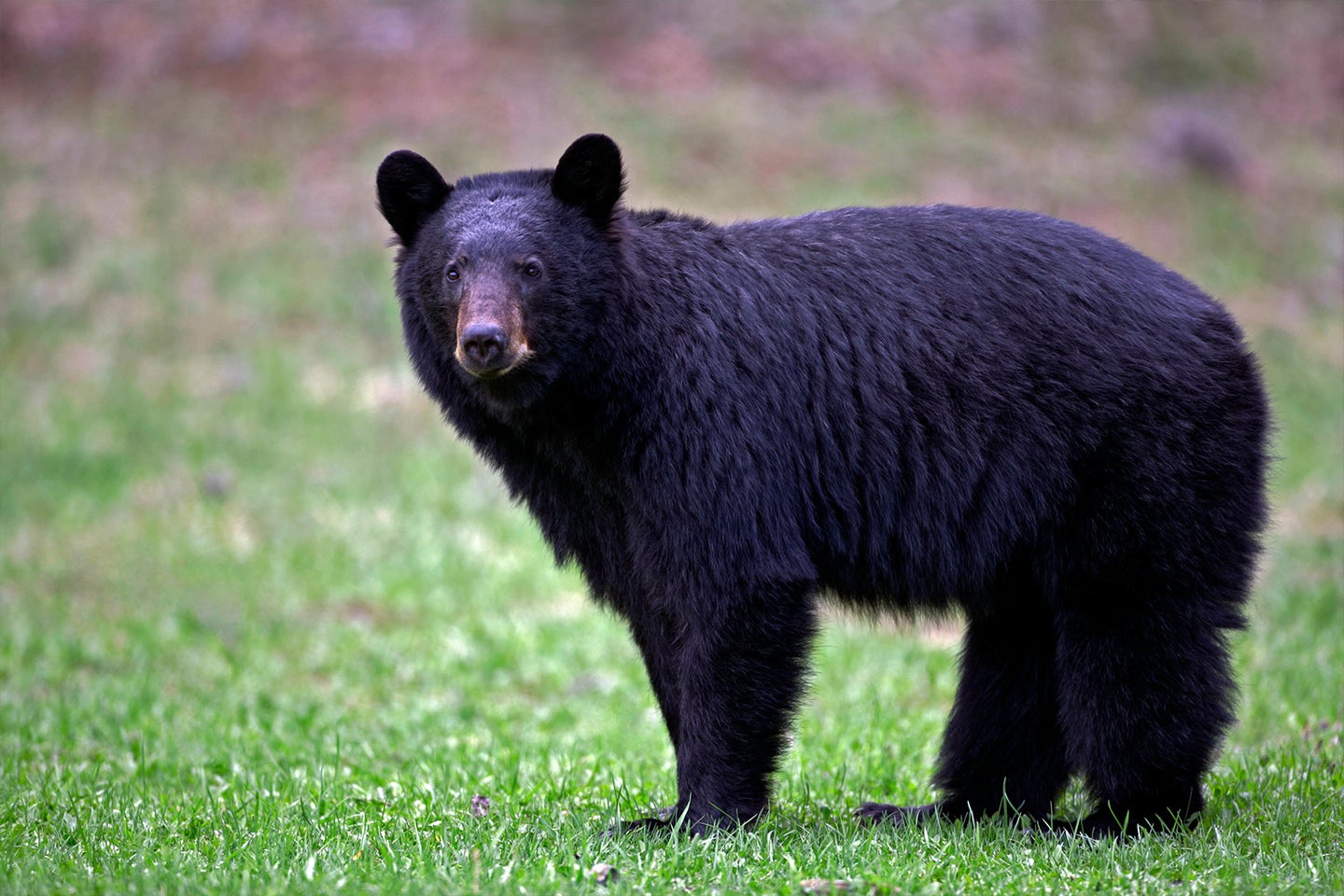 black bear in a lawn