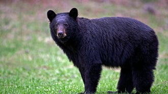 Black Bear Euthanized After Attacking Two Children in Pennsylvania